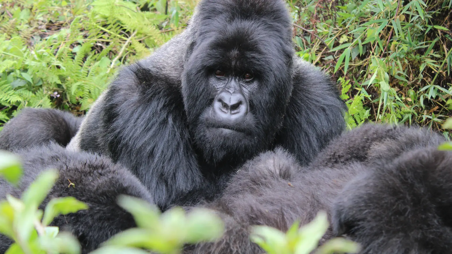Ruanda